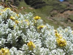 Helichrysum trilineatum leaves